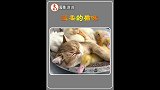 猫咪和鸭子竟然能如此和谐
