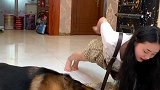 主人让捷豹陪她做俯卧撑，下一秒捷豹的反应暖心了，好懂事的狗狗