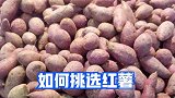 买红薯要选公的，薯农教我5个诀窍，看一眼就能分辨，看完涨经验