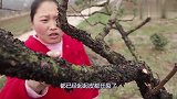 胖妹研究鸭翅的新做法，搭配酸萝卜一起烹饪，酸爽开胃！