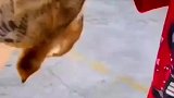 小公鸡小母鸡快速分辨