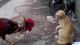 主人给橘猫买个“充气猫”，结果猫咪一巴掌把它拍漏气