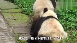 熊猫被同伴当枕头，醒来后反应太好玩了，报复心咋这么重呢？