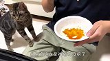 主人吃烤肉却给猫咪吃猫粮，小家伙气坏了，下一秒笑翻了