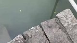 金龙鱼跳到岸上搁浅了，男子发现后推回河里