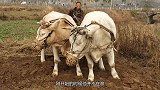 古墓未遭破坏却被“发掘”，墓中出土之物，严令禁止出国！