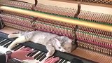 男子弹了年钢琴也没有什么名气，却因自家猫咪火了，猫我帮你个忙