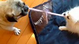 巴哥犬和博美犬玩拔河比赛，两只狗狗都好可爱啊