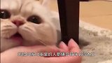 主人嫌弃猫咪长的丑，网友一看照片纷纷笑喷：忍一忍凑合过吧！