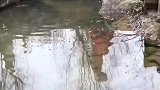 静听流水声，静观土家阿妹