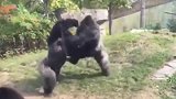 浣熊擅闯黑猩猩的领地，惨遭猩猩围攻，最后直接被甩飞
