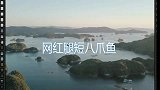趁着大退潮，好多八爪鱼被浪打上岸，搁浅跑不了竟吞食起大海螺