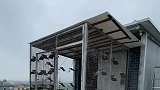 这天气第一次训飞，鸽子两天没回来了