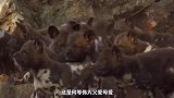 伟大的非洲野狗！喂养照顾个孩子，温情感人！