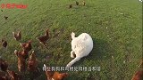 狗子对着大公鸡狂吠，不料公鸡瞬间炸毛，镜头记录搞笑画面