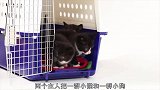 激萌一群小狗和一群小猫初次见面，想不到它们反应这么有趣