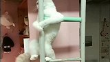 猫咪脚下突然一滑，连画风都变了，太搞笑了！