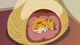 俏皮大嘴猫：大嘴猫睡得正香，突然被袭击，吓得毛都炸起来了