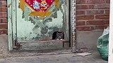为了让小猫咪可以看看外面的世界，主人贴心的给它开了个小窗户