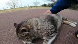 主人不给肥猫鱼干吃，猫咪往地上一躺懒着不走了