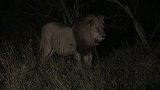 夜晚吼叫的老雄狮，吼叫彰显地位