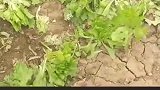 熊孩子扒光菜地，还对鸡狗猫做这事，现场曝光令人无语