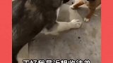 养只哈,无与伦比的快乐