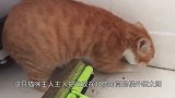 猫咪在三十楼高的楼外晒太阳，底下悬空，网友看到慌得一匹！