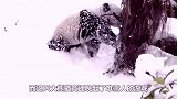 大熊猫玩雪人，不小心掰断了雪人脑袋，下一秒请憋住别笑！