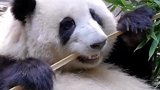 大熊猫是能听懂四川话的，它还生气嘞