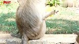 小猴被猴妈调教得真不错，能够自己找吃的，猴妈一个眼神就能领会