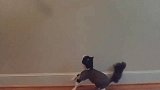 小黑猫真爱玩，直接跳起来抓玩具，看着就很滑稽！
