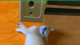 猫刚刚啥玩意踹了我一下