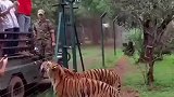 看野生动物园的老虎跳的有多高