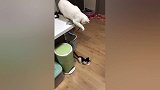 白猫：原来逗猫这么有意思，以后俺也是有猫的喵了