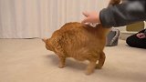 胖乎乎的猫咪上线，这懒洋洋的样子，好可爱！