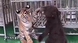 小黑熊一巴掌把小老虎拍蒙了