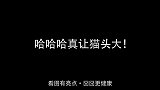铲屎官能无聊到什么地步哈哈哈真让猫头大！