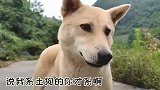 中华田园犬：谁说我是土狗的？他才是！