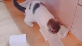 猫：咋回事，这纸怎么就扯不断呢！