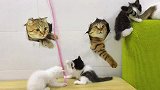 小奶猫玩彩带意外“翻车”，看到它的眼神，喵：还不快过来救驾？