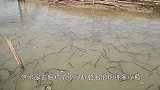 一场暴雨过后，村中秧田“黑影”浮动，村民看清后立刻拿来网兜！