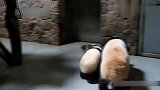 大熊猫：我的傻弟弟哟，铁盆有什么好吃的