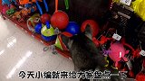 萌宠一家亲：盘点自带网红气场的哈士奇，不得不养的几个理由！