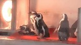 企鹅竟然是要烤火的
