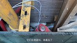 异瞳小白猫:妈,救命!你再不回来我们就全完了！ 流浪猫