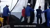 世界最大的拖网渔船，撒一次网能捕捉300吨，鲨鱼都逃脱不了