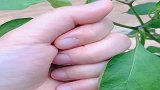 青椒原来是这样生长的，还是头回见，开眼界了