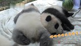 熊猫宝宝：毛绒绒的小抱枕，好舒服哦！我也想要一个