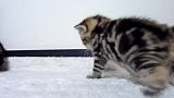 萌萌哒的小奶猫上线，这可爱的小眼神，真萌！